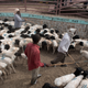 Herders corral blackhead sheep in the livestock market in Hargeisa, the capital of Somaliland.